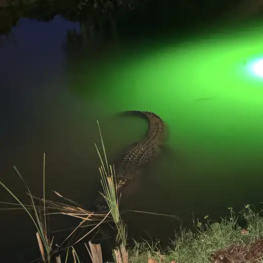 American alligator at night in the Weeki Wachee River, Hernando County, Florida